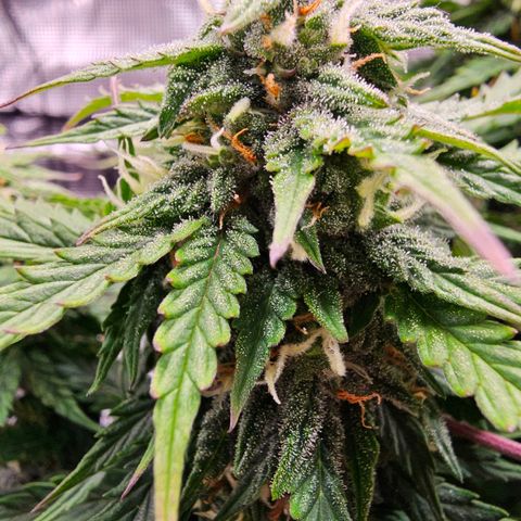 Fat Banana Auto #1 growlog timeline photo