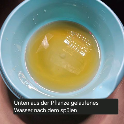 Fat Banana Auto #1 growlog photo: Perfekter Unterbau extra zum spülen

Nach dem spülen "braunes" Wasser welches unten aus der Pflanze gelaufen ist. - Gutes Zeichen