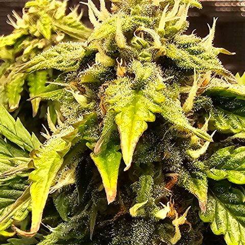 Fat Banana Auto #1 growlog timeline photo