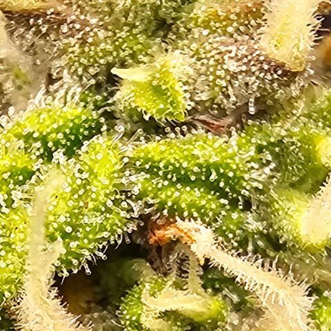 Fat Banana Auto #1 growlog timeline photo