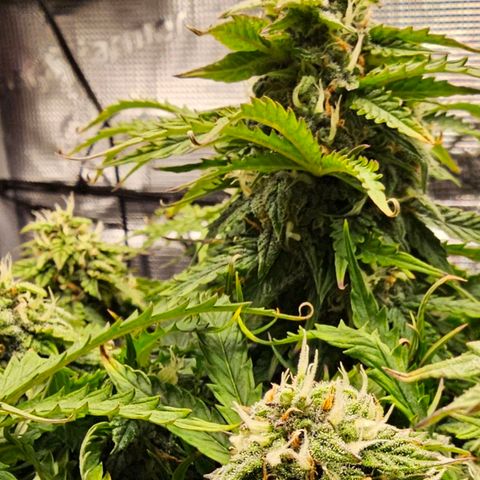 Fat Banana Auto #1 growlog timeline photo