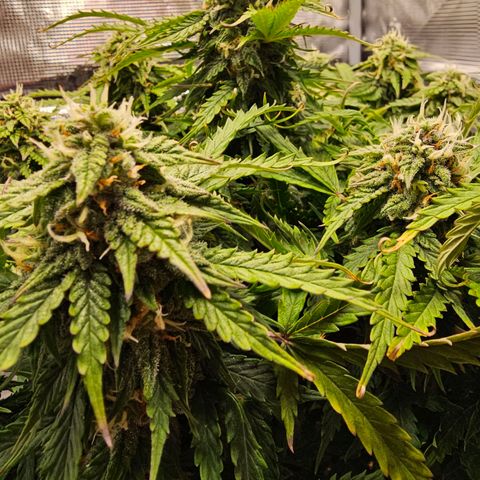 Fat Banana Auto #1 growlog timeline photo