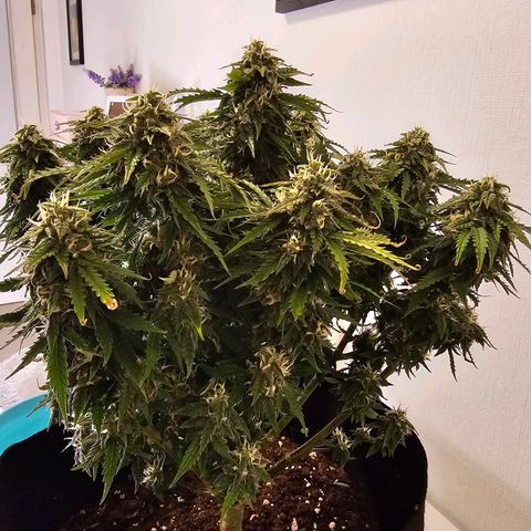 Fat Banana Auto #1 growlog timeline photo