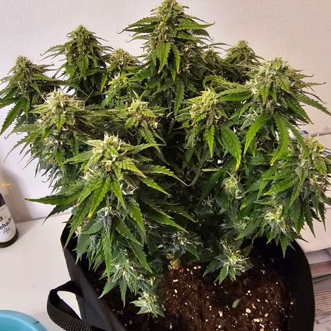 Fat Banana Auto #1 growlog timeline photo