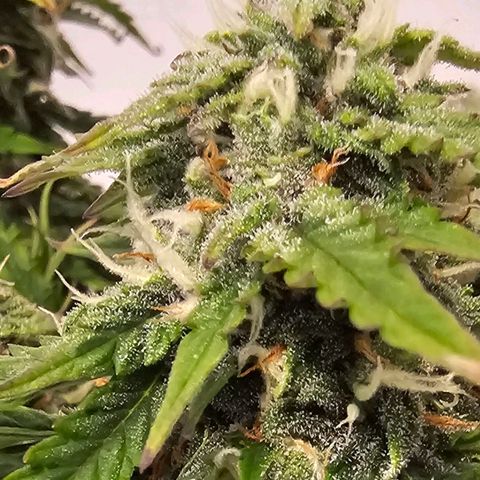 Fat Banana Auto #1 growlog timeline photo
