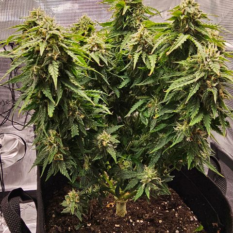 Fat Banana Auto #1 growlog timeline photo