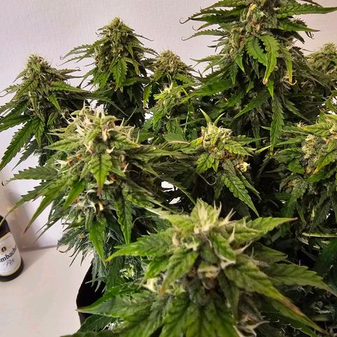 Fat Banana Auto #1 growlog timeline photo