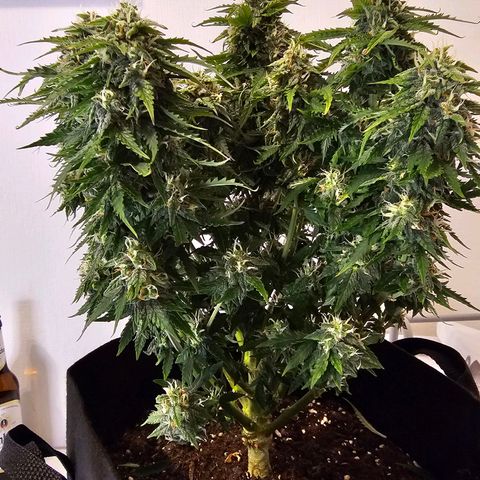 Fat Banana Auto #1 growlog timeline photo