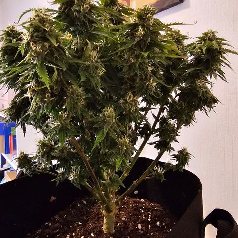 Fat Banana Auto #1 growlog timeline photo