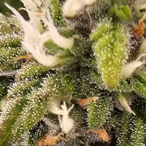 Fat Banana Auto #1 growlog timeline photo