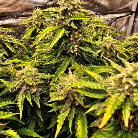 Fat Banana Auto #1 growlog photo: Ich gebe der Pflanze noch paar Tag
