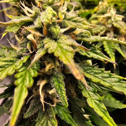 Fat Banana Auto #1 growlog photo: Ich gebe der Pflanze noch paar Tag
