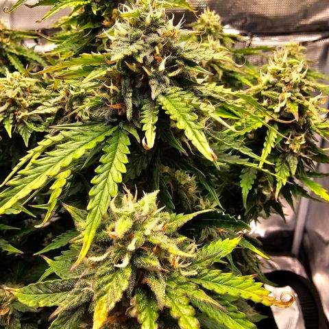 Fat Banana Auto #1 growlog photo: Ich gebe der Pflanze noch paar Tag

