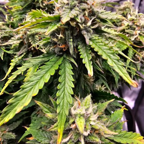 Fat Banana Auto #1 growlog photo: Ich gebe der Pflanze noch paar Tag
