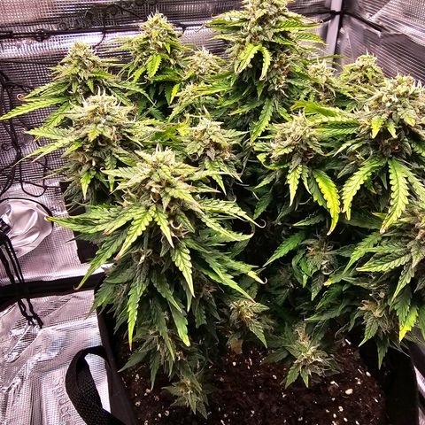 Fat Banana Auto #1 growlog photo: Ich gebe der Pflanze noch paar Tag
