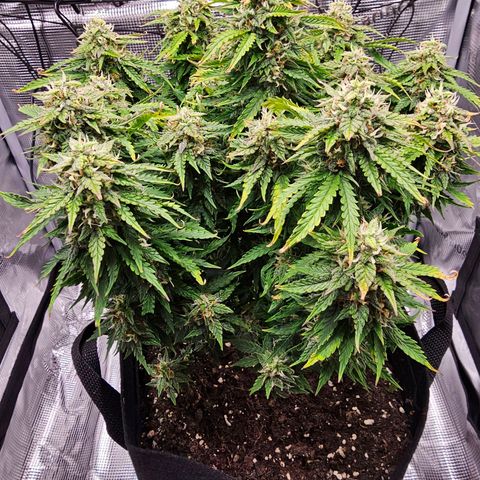 Fat Banana Auto #1 growlog photo: Ich gebe der Pflanze noch paar Tag
