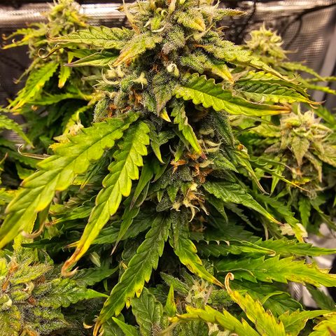 Fat Banana Auto #1 growlog photo: Ich gebe der Pflanze noch paar Tag
