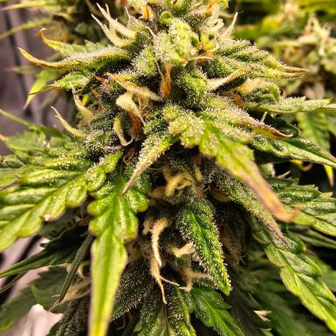 Fat Banana Auto #1 growlog photo: Ich gebe der Pflanze noch paar Tag
