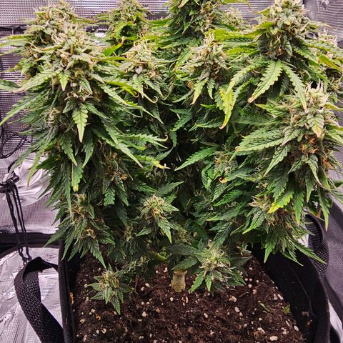 Fat Banana Auto #1 growlog photo: Ich gebe der Pflanze noch paar Tag
