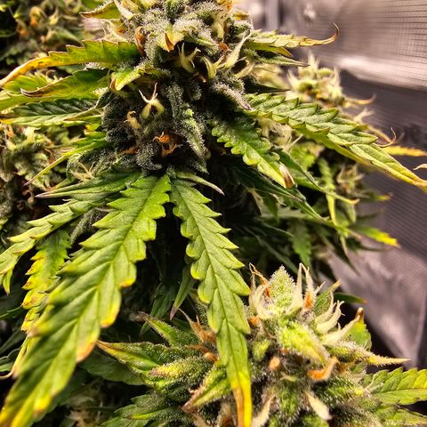 Fat Banana Auto #1 growlog timeline photo