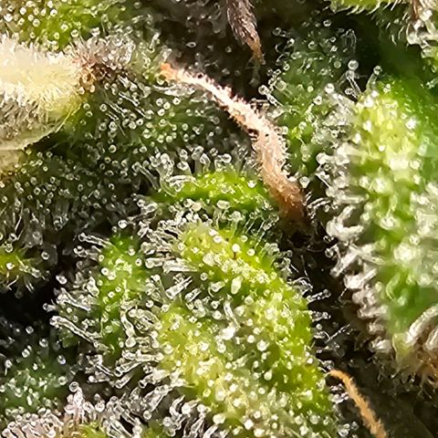 Fat Banana Auto #1 growlog timeline photo