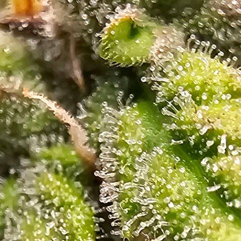 Fat Banana Auto #1 growlog timeline photo