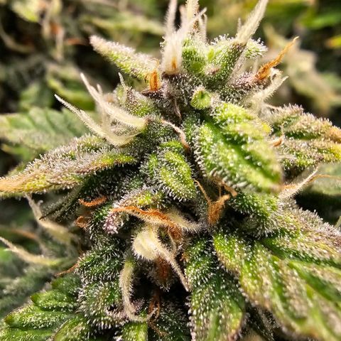 Fat Banana Auto #1 growlog timeline photo
