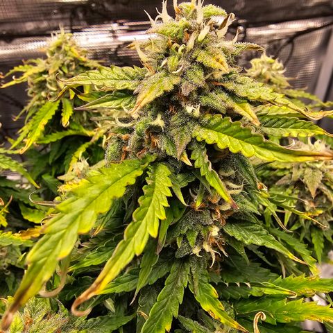 Fat Banana Auto #1 growlog timeline photo