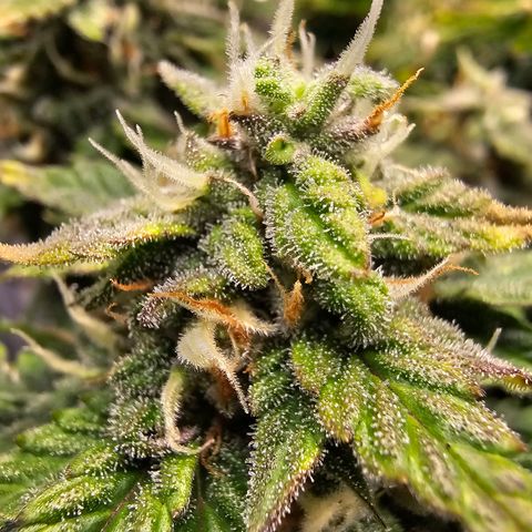 Fat Banana Auto #1 growlog timeline photo
