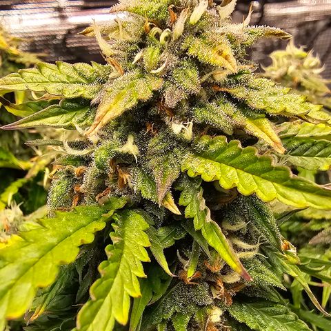 Fat Banana Auto #1 growlog timeline photo