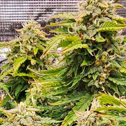 Fat Banana Auto #1 growlog timeline photo