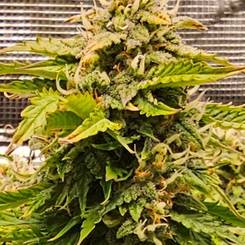 Fat Banana Auto #1 growlog timeline photo
