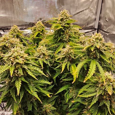 Fat Banana Auto #1 growlog timeline photo
