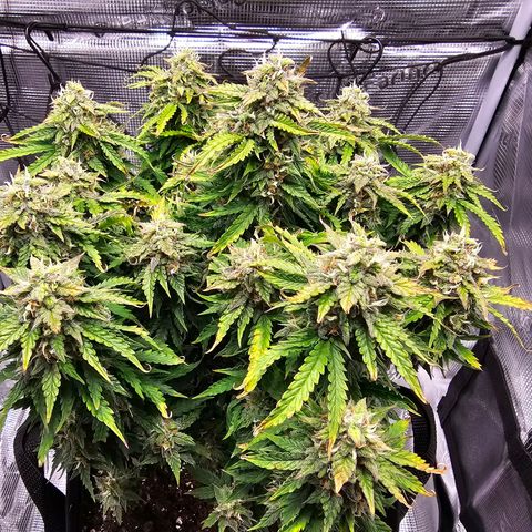 Fat Banana Auto #1 growlog timeline photo