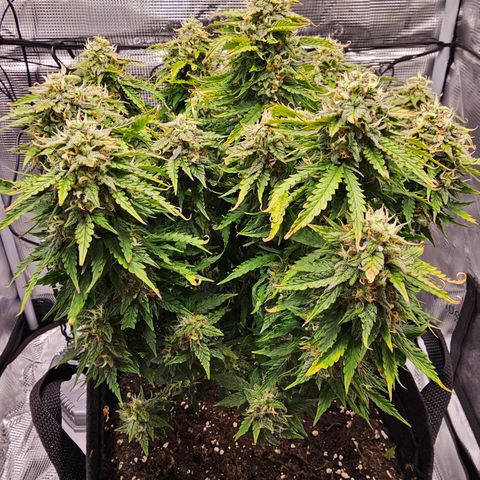 Fat Banana Auto #1 growlog timeline photo