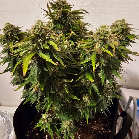 Fat Banana Auto #1 growlog timeline photo