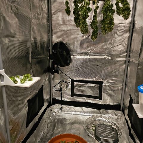 Fat Banana Auto #1 growlog timeline photo