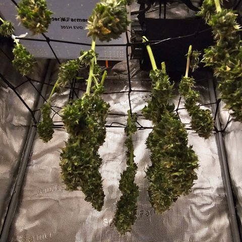Fat Banana Auto #1 growlog timeline photo