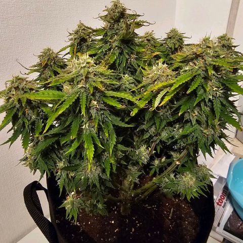 Fat Banana Auto #1 growlog timeline photo
