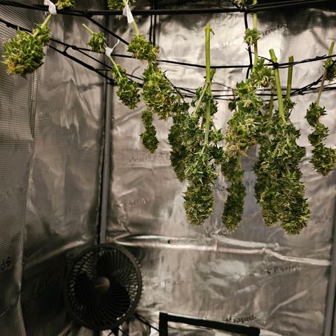 Fat Banana Auto #1 growlog timeline photo