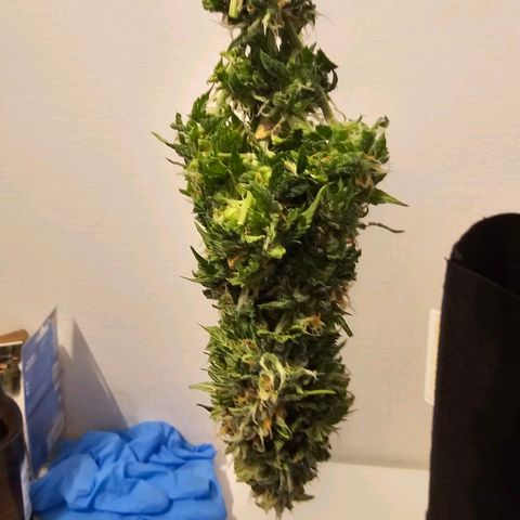 Fat Banana Auto #1 growlog timeline photo