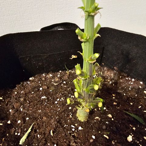 Fat Banana Auto #1 growlog timeline photo
