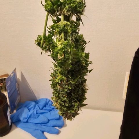 Fat Banana Auto #1 growlog timeline photo