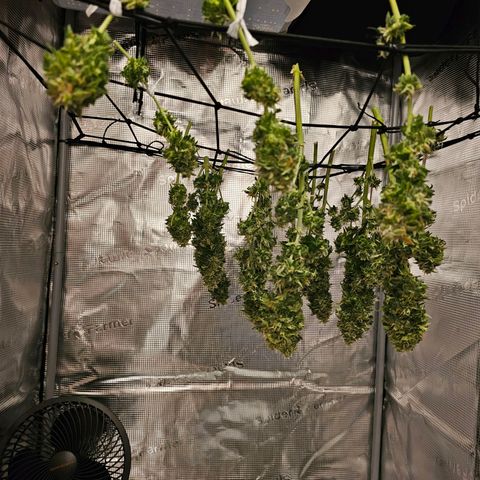 Fat Banana Auto #1 growlog timeline photo