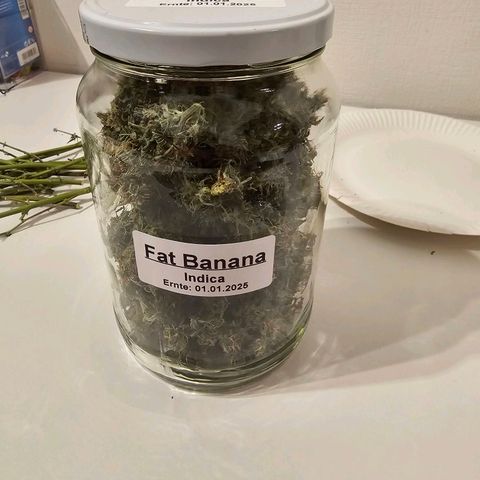 Fat Banana Auto #1 growlog timeline photo