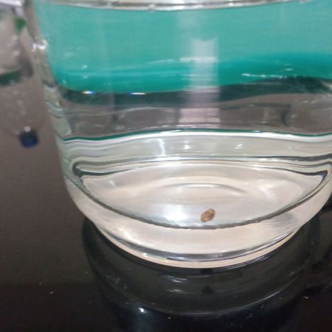 Don Diego - Chalupa growlog photo: Se realizó la germinación, con 2ml de agua oxigenada en oscuridad por 24 horas 