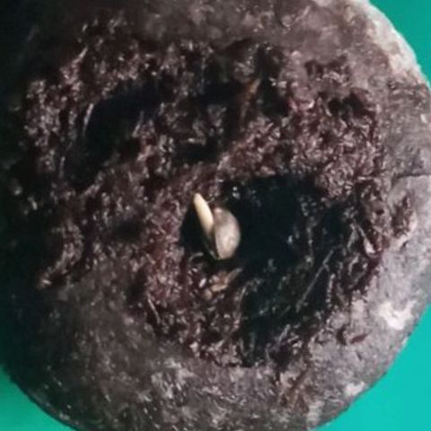 Don Diego - Chalupa growlog photo: Se colo la semilla en un Jiffy para su desarrollo raidcular, con una medida de 2ml de radicula 
En un ambiente húmedo y cubierto 
