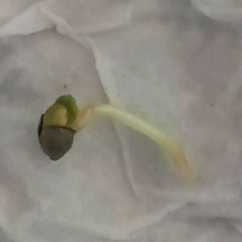 Don Diego - Chalupa growlog photo: La semilla ya desarrollo su radicula a unos 5 ml 
Se está tomando de color verde claro 
En un ambiente húmedo y cubierto 
