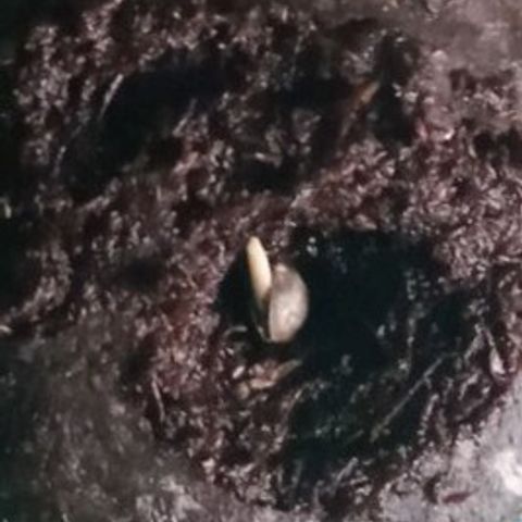Don Diego - Chalupa growlog photo: Se colocó la semilla en un Jiffy para su desarrro óptimo de su radicula 
La radicula tiene una medida de 2mm 

