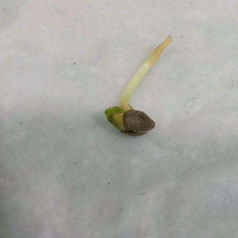 Don Diego - Chalupa growlog photo: La radicula sigue su desarrollo natural 
La radicula tiene una medida de 7mm 
En un ambiente húmedo cubierto 
Se espera un desarro de 2 cm para poder pasar al sistema de hidroponía 